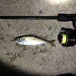 男鹿市椿港メバリング釣行