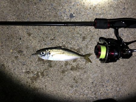 男鹿市椿港メバリング釣行