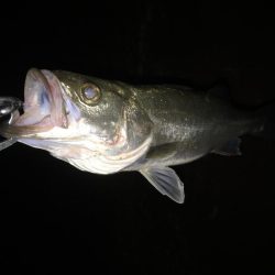雨が降ってもそれでも釣りに行く