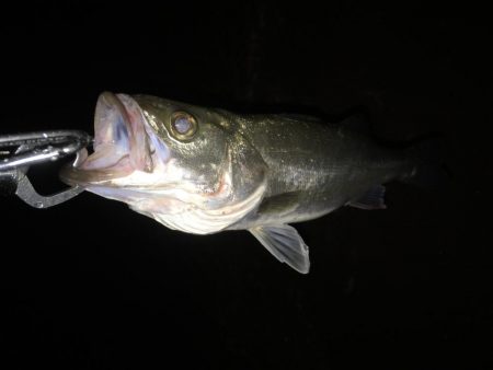 雨が降ってもそれでも釣りに行く