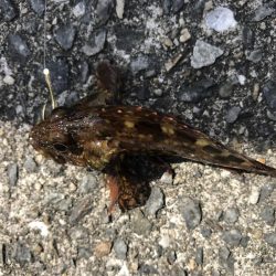 困った時のガッシー！