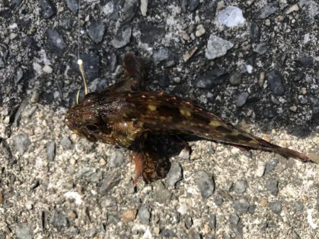 困った時のガッシー！