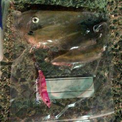 春イカエギング