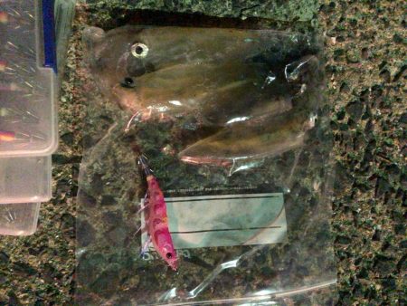 春イカエギング