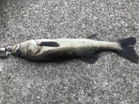 デイゲームにて