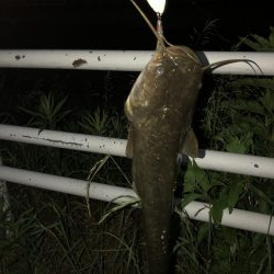 石川県木場潟ナマズ釣行