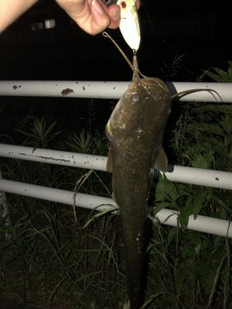 石川県木場潟ナマズ釣行