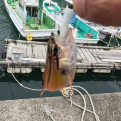 久しぶりのロックシャア