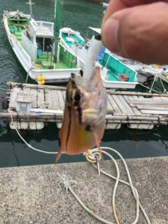 久しぶりのロックシャア