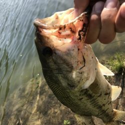 津風呂バス！！