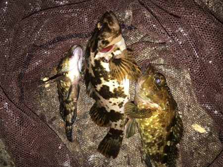 良型！短時間釣行