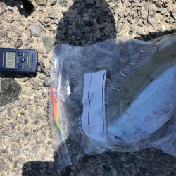 春イカエギング