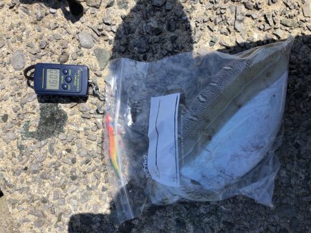 春イカエギング