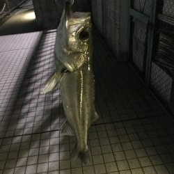 ロッパチがハマった日