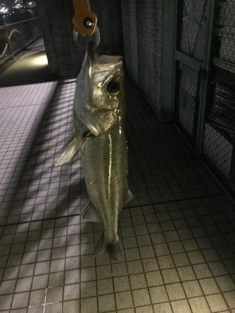 ロッパチがハマった日