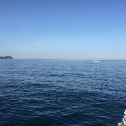 春イカからのガシリング