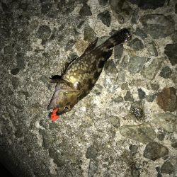 いつも安定のナイトゲーム