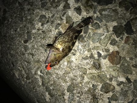 いつも安定のナイトゲーム