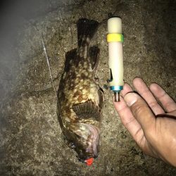 いつものガシラ狙い