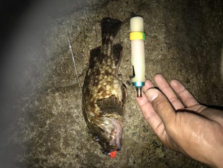 いつものガシラ狙い