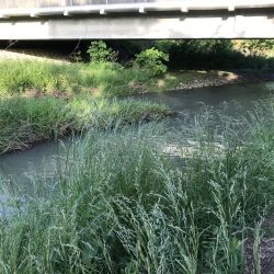 天神川でニゴイ