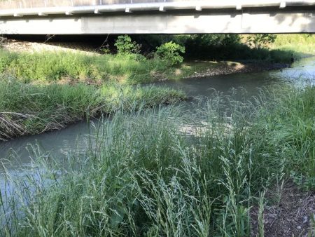 天神川でニゴイ