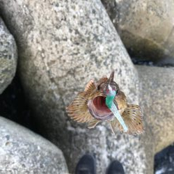 ショックリーダーだけで