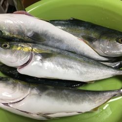 鳴門の地磯から青物