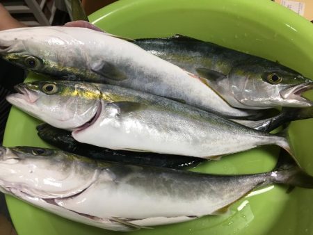 鳴門の地磯から青物