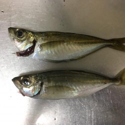 エギング、アジング