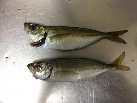 エギング、アジング