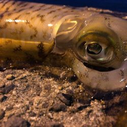 春イカエギング