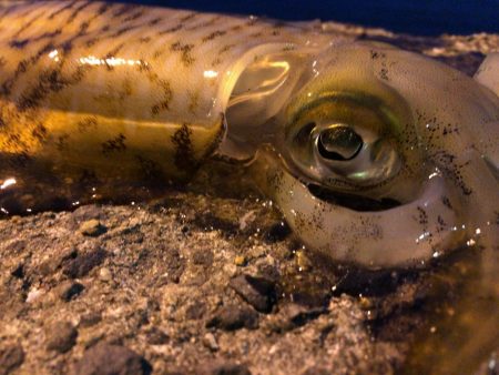 春イカエギング