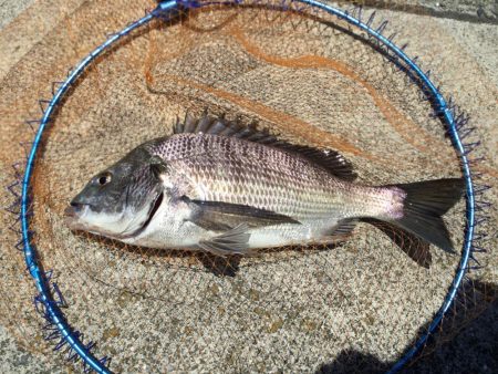 乗っ込み終盤？