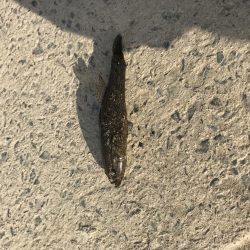 テナガエビ不発