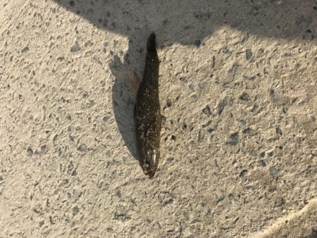 テナガエビ不発