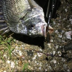 劇浅 淀川チニング