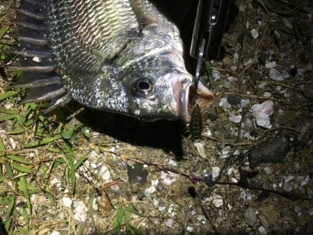 劇浅 淀川チニング