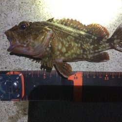 久しぶりの須磨へ