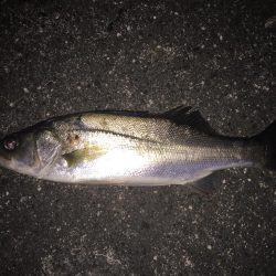 マゴチとシーバス