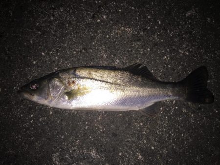 マゴチとシーバス