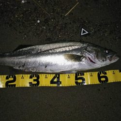 サーフシーバス