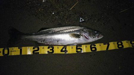 サーフシーバス