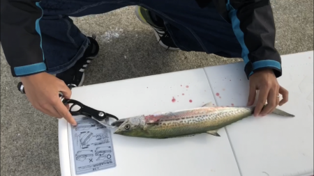 ポーアイ沖堤、激混激渋