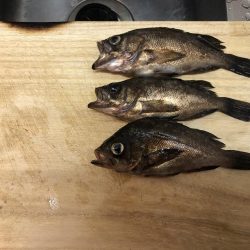 アジは諦めて…