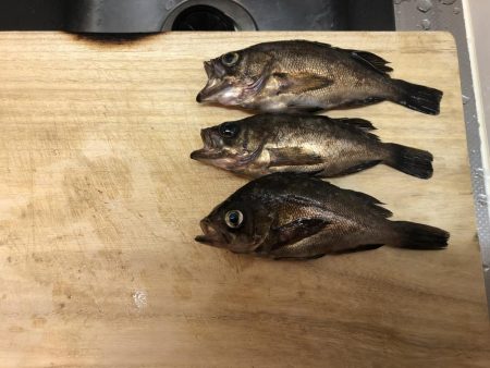 アジは諦めて…