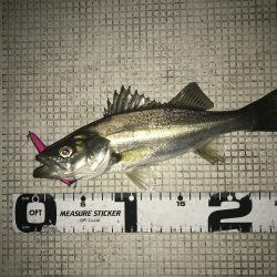 大荒れ後の名港ボートフィッシング!