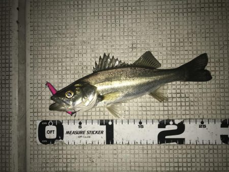 大荒れ後の名港ボートフィッシング!