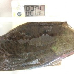 キロ超え釣れました〜