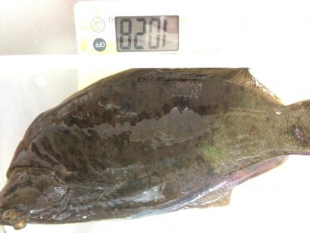 キロ超え釣れました〜